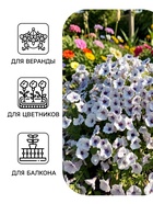 Семена цветов Петуния гибридная «Пендолино Виолет Айс» 5 шт. - Фото 3