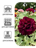 Семена цветов Петуния махровая «Дабл каскад блю» 10 шт. - Фото 3