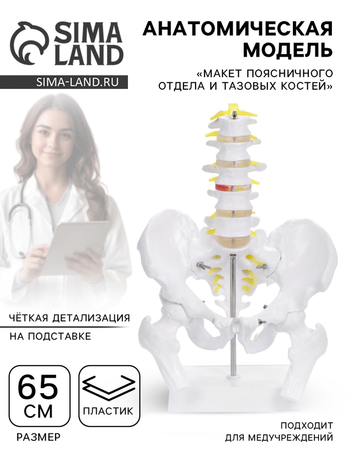 Анатомическая модель «Макет поясничного отдела и тазовых костей», 65 см - Фото 1