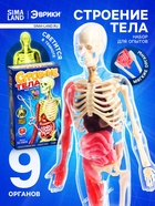 Набор для опытов по анатомии «Строение тела», светится в темноте, с мягкими органами - Фото 1