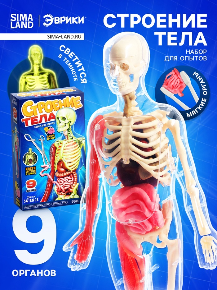 Набор для опытов по анатомии «Строение тела», светится в темноте, с мягкими органами - Фото 1