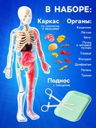 Набор для опытов по анатомии «Строение тела», светится в темноте, с мягкими органами - Фото 2