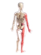 Набор для опытов по анатомии «Строение тела», светится в темноте, с мягкими органами - Фото 12