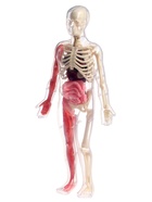 Набор для опытов по анатомии «Строение тела», светится в темноте, с мягкими органами - Фото 6