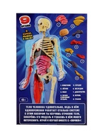 Набор для опытов по анатомии «Строение тела», светится в темноте, с мягкими органами - Фото 10