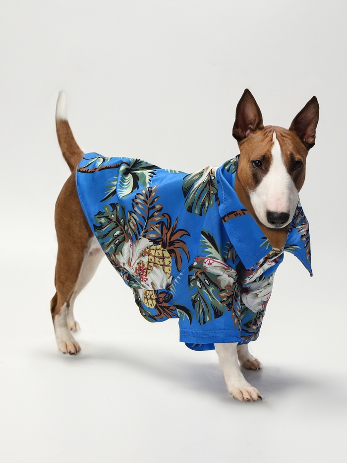 Рубашка для собак «Тропики», размер L, ДС 28, ОГ 36, ОШ 26 см, голубая - Фото 1