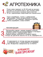 Семена Лук репчатый "Халцедон", 0,5 г - Фото 4