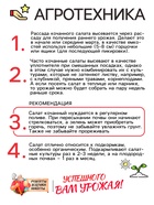 Семена Салат кочанный "Всесезонка", 0,5 г - Фото 4