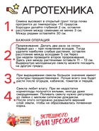 Семена Свекла столовая "Детройт", 1,5 г - Фото 4