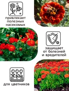 Семена цветов Календула махровая «Ред виз блэк центр», 0.3 г, «Рецепты дедушки Никиты» - Фото 3