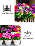 Семена цветов Петуния "Балконная", 0,05 г - Фото 3