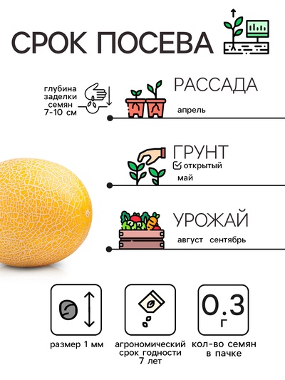 Семена Дыня «Колхозница 749/753», 0.3 г, среднеспелая, «Рецепты дедушки Никиты»