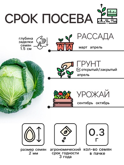 Семена Капуста белокочанная «Московская поздняя 15», 0.3 г, позднеспелая, «Рецепты дедушки Никиты»