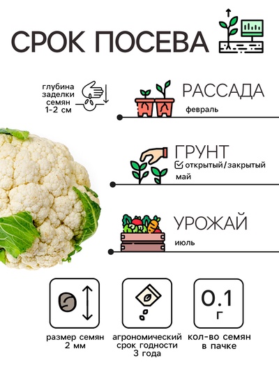 Семена Капуста цветная «Мовир 74», 0.1 г, среднеспелая, «Рецепты дедушки Никиты»