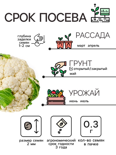 Семена Капуста цветная «Сноуболл 123», 0.3 г, скороспелая, «Рецепты дедушки Никиты»