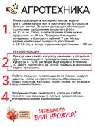Семена Кукуруза "Краснодарский сахарный 250 CВ", 3 г - Фото 4