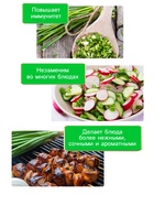 Семена Лук батун «Апрельский», 0.5 г, «Рецепты дедушки Никиты» - Фото 3