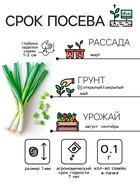 Семена Лук порей "Карантанский", 0,1 г - Фото 2