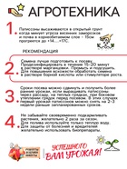 Семена Патиссон "Солнышко", 0,5 г - Фото 4