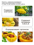 Семена Патиссон "Копейка", 0,6 г - Фото 3