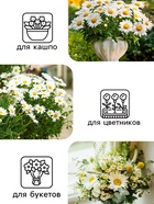 Семена Ромашка "Гигантелла", 0,01 г - Фото 3