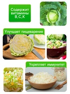 Семена Капуста белокочанная «Зимовка 1474», 0.1 г - Фото 3