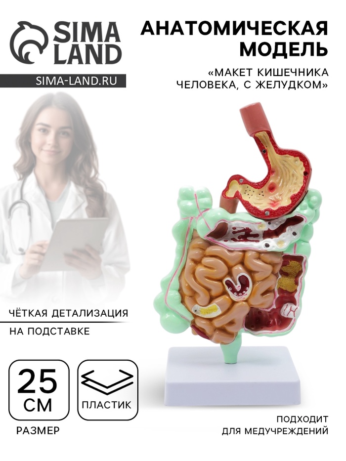 Анатомическая модель «Макет кишечника человека, с желудком», 25 см - Фото 1
