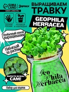 Набор для опытов «Выращиваем травку», своими руками, зеленый - Фото 1