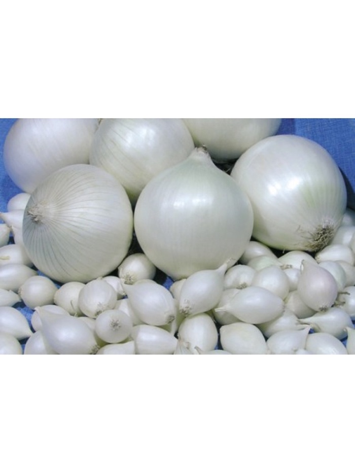 Лук севок Стардаст (9-21) 1 кг (клипса) - Фото 1