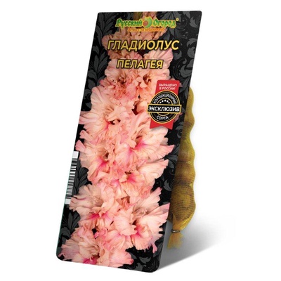 Гладиолус «Пелагея», диаметр 10-12, 5 шт., Весна 2025