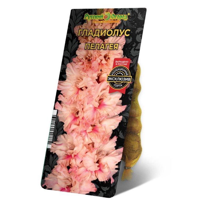 Гладиолус «Пелагея», диаметр 10-12, 5 шт., Весна 2025 - Фото 1