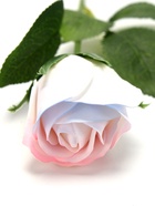 Подарочная мыльная роза, белая - Фото 7