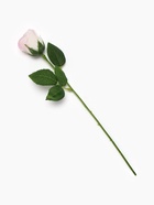 Подарочная мыльная роза, светло-бежевая - Фото 6