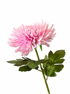 Цветы искусственные «Хризантема леди элит», 67×16 см, розовые 10709204