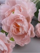 Цветы искусственные «Пион галант колор», 74×10 см, розовые - Фото 3