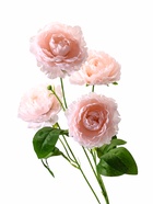 Цветы искусственные «Пион галант колор», 74×10 см, розовые 10709208