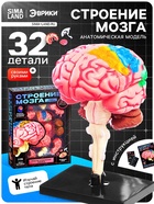 Набор для опытов «Строение мозга», анатомическая модель - Фото 1