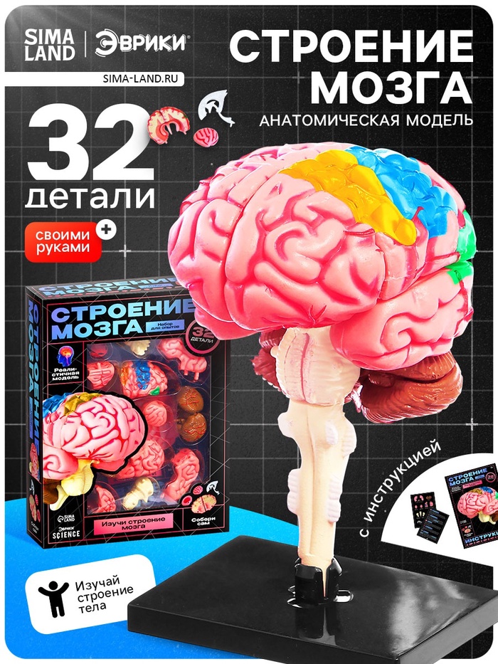 Набор для опытов «Строение мозга», анатомическая модель - Фото 1