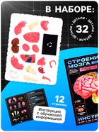 Набор для опытов «Строение мозга», анатомическая модель - Фото 2