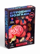 Набор для опытов «Строение мозга», анатомическая модель - Фото 11