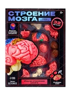 Набор для опытов «Строение мозга», анатомическая модель - Фото 12