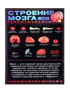 Набор для опытов «Строение мозга», анатомическая модель - Фото 13