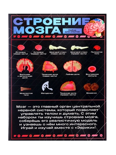 Набор для опытов «Строение мозга», анатомическая модель