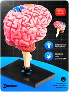 Набор для опытов «Строение мозга», анатомическая модель - Фото 4