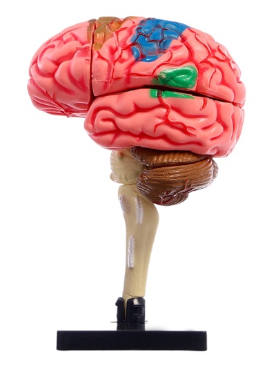 Набор для опытов «Строение мозга», анатомическая модель