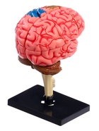 Набор для опытов «Строение мозга», анатомическая модель - Фото 6