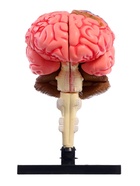 Набор для опытов «Строение мозга», анатомическая модель - Фото 7