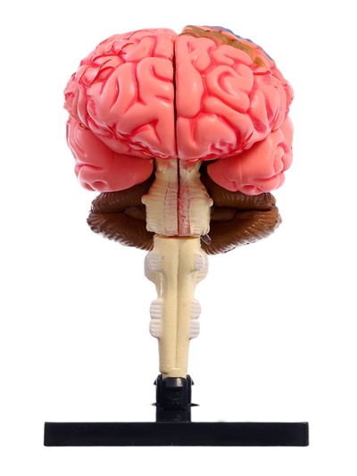 Набор для опытов «Строение мозга», анатомическая модель