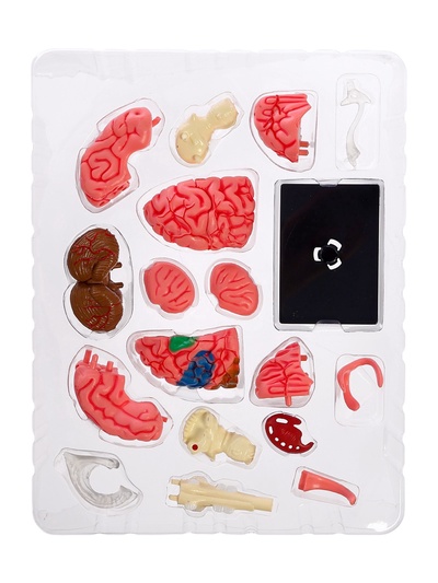 Набор для опытов «Строение мозга», анатомическая модель