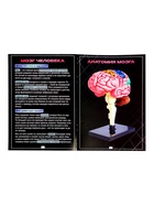 Набор для опытов «Строение мозга», анатомическая модель - Фото 10